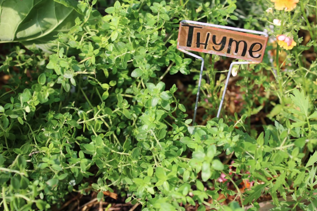 Thyme