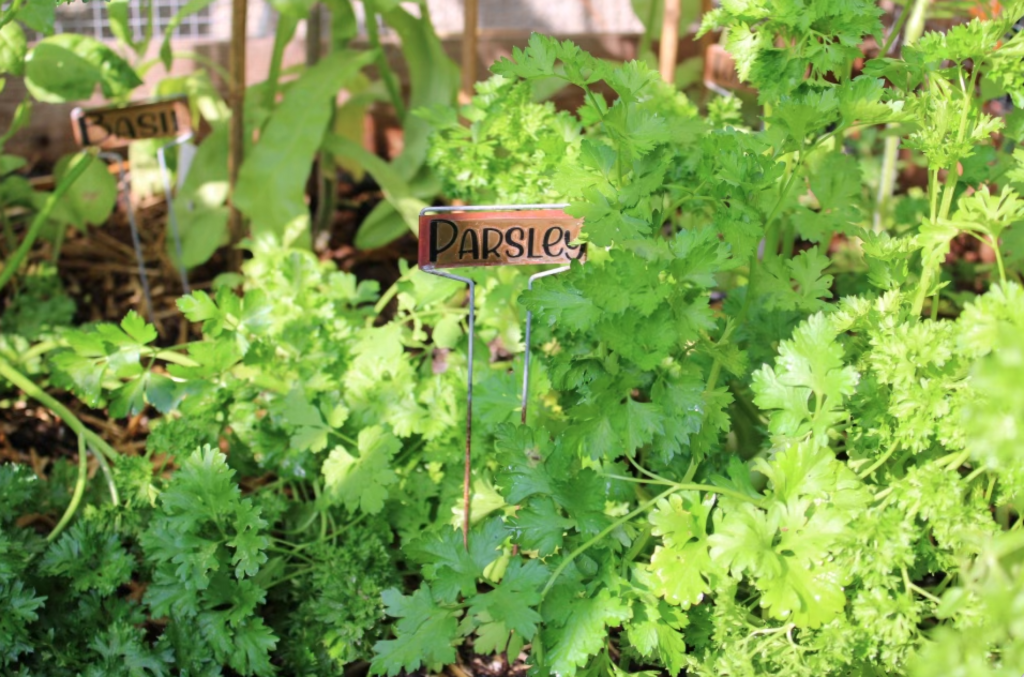 Parsley